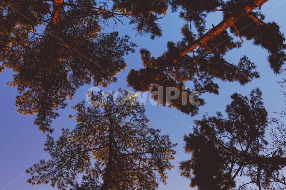 plant,식물,tree,나무,나무줄기,비행기,하늘
