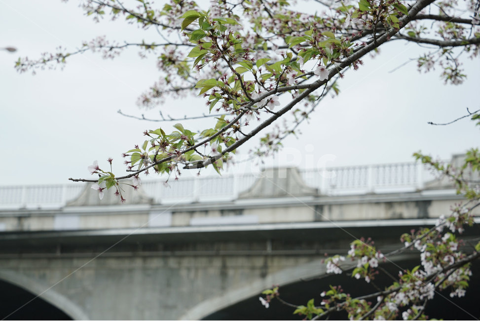 벚꽃,봄,호수공원,육교,산책,봄산책,봄,계절,spring,season,식물,자연,plants,nature,꽃,flower,plant
