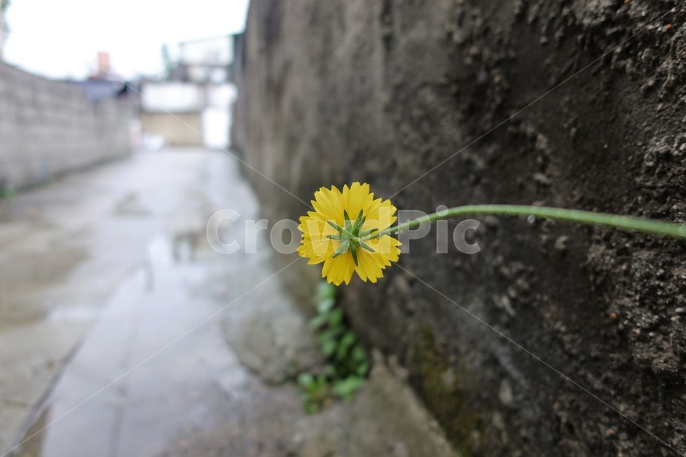 금계국,비오는골목,골목길,기다림,희망,우울함,비오는날,식물,자연,plants,nature,꽃,flower