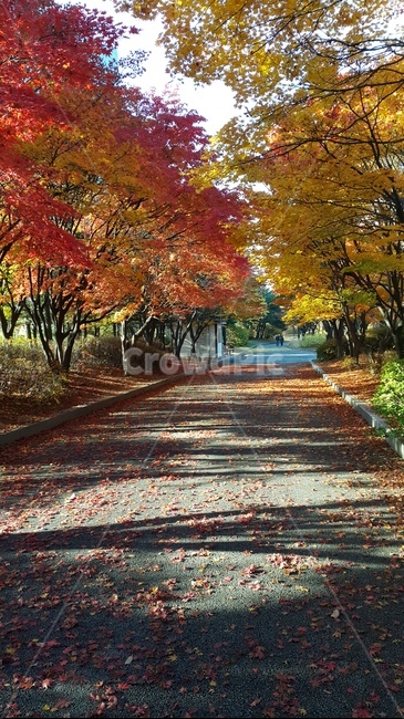 가을,단풍,산책,낙엽,풍경