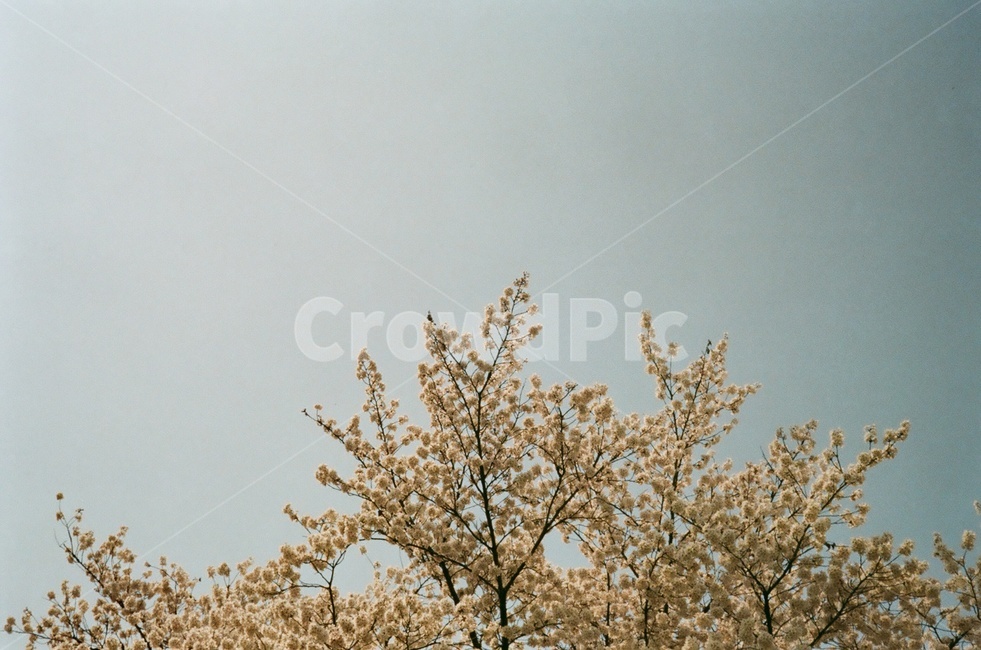봄,벚꽃,분위기,하늘,필름,색감,flower,blossom,sky,필름색감