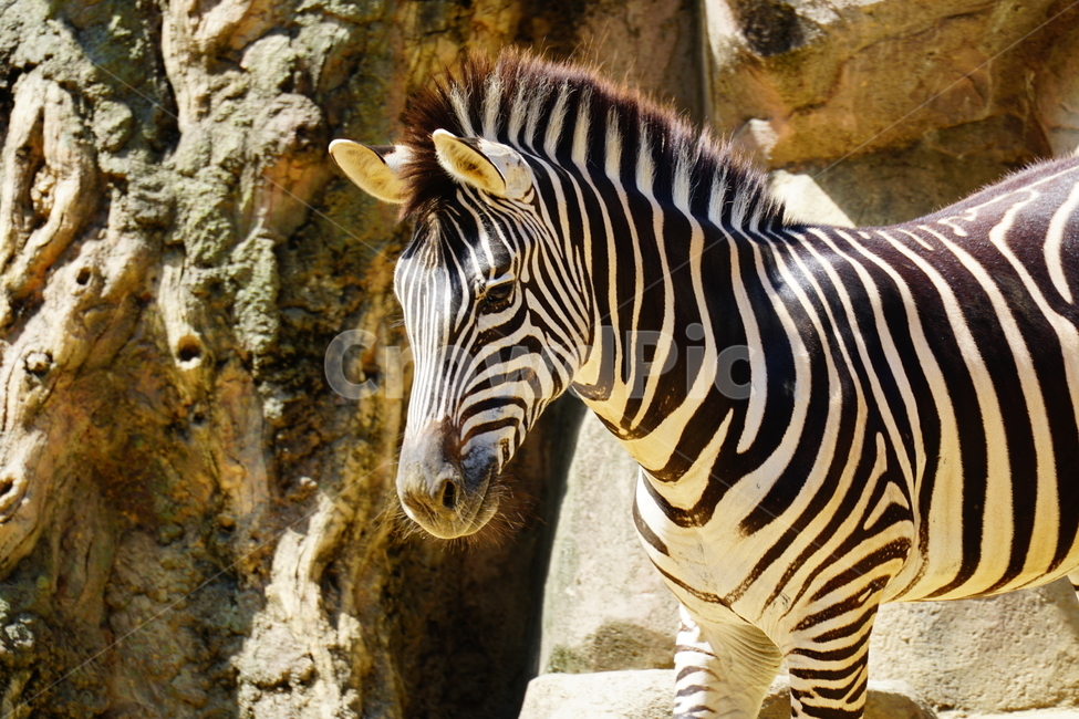 얼룩말,동물,포유류,animal,zebra,동물원,동물,animal,포유류,mammal