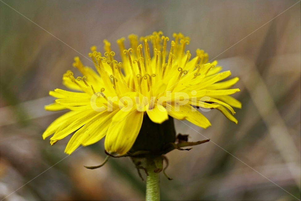 봄,민들레,계절,노랑,식물,꽃,꽃잎,dandelion,yellow,flower,season,spring,bloom,springtime,lovely,식물,자연,plants,nature,꽃,flower