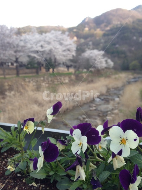 마을풍경,동네풍경,자연풍경,꽃,나무,산,식물,자연,plants,nature,꽃,flower