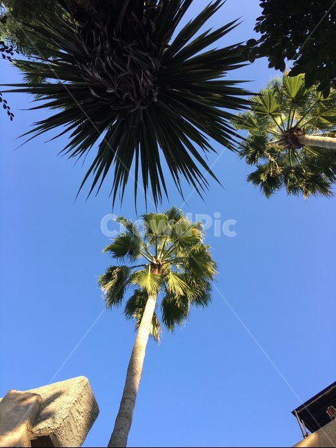 plant,식물,tree,나무,야자수,summer,여름