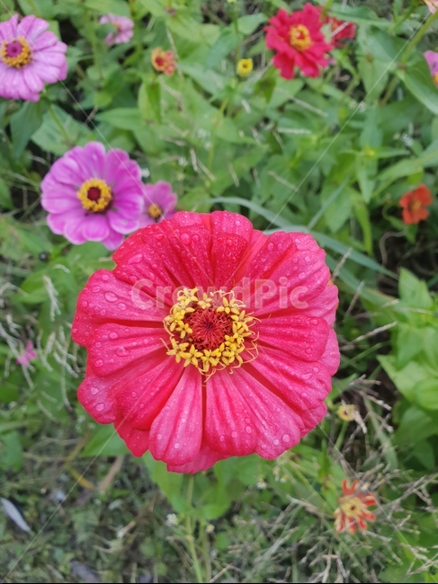 꽃,flower,식물,자연,힐링,숲,산책,red,식물,자연,plants,nature,꽃,flower