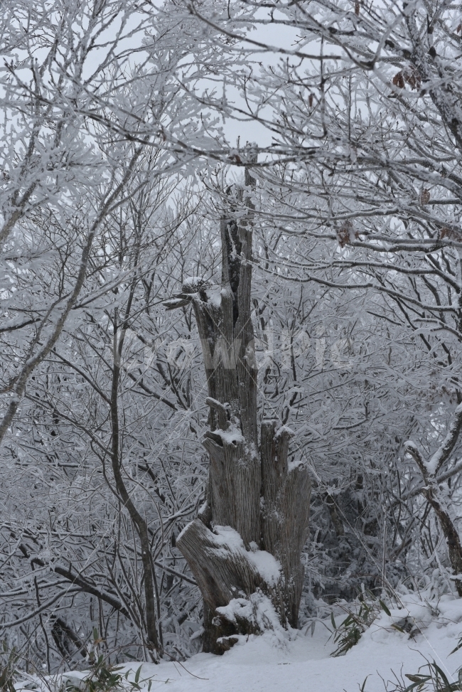 나홀로나무,눈꽃,눈,나무,상고대,덕유산,Nikon,D750,자연,풍경,nature,landscape,겨울,계절,winter,season,outdoors,옥외,snow