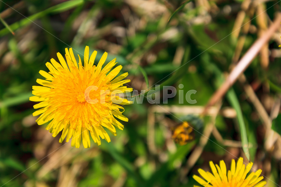 민들레,꽃,봄,농촌,민들레꽃,식물,자연,plants,nature,꽃,flower