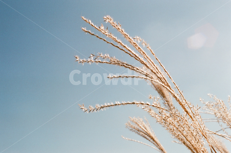 갈대,가을,푸른하늘,바람,햇빛,자연,식물,plant,grass,가을,계절,fall,autumn,season,식물,자연,plants,nature,잔디,vegetable,야채,food,음식,grain,곡물