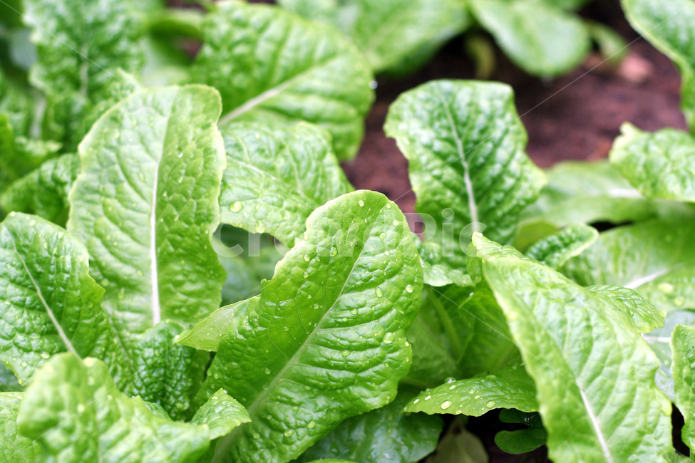 상추,상추재배,쌈채소,텃밭,상추농사,식물,자연,plants,nature