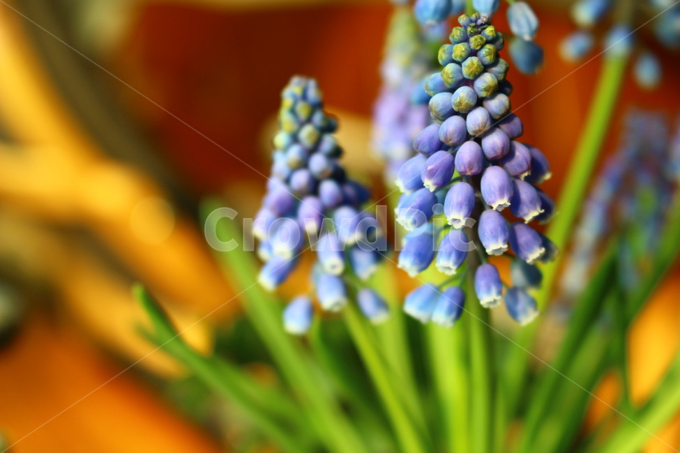 무스카리,보라색꽃,꽃,식물,감성,식물,자연,plants,nature