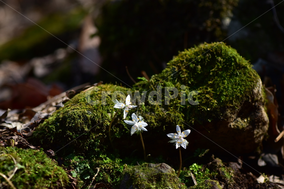 너도바람꽃,야생화,봄,꽃,풀꽃,자연,식물,식생,감성,힐링,plants,nature,spring,season,flower,emotion,feeling,흰색,초본,너도바람꽃속