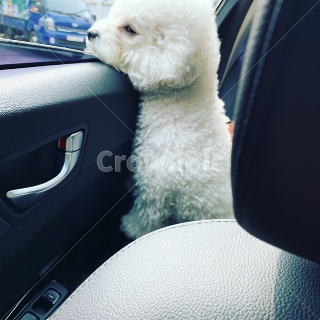 강아지,비숑,분위기,산책,차안,동물,animal,포유류,mammal,개,강아지,dog,doggy