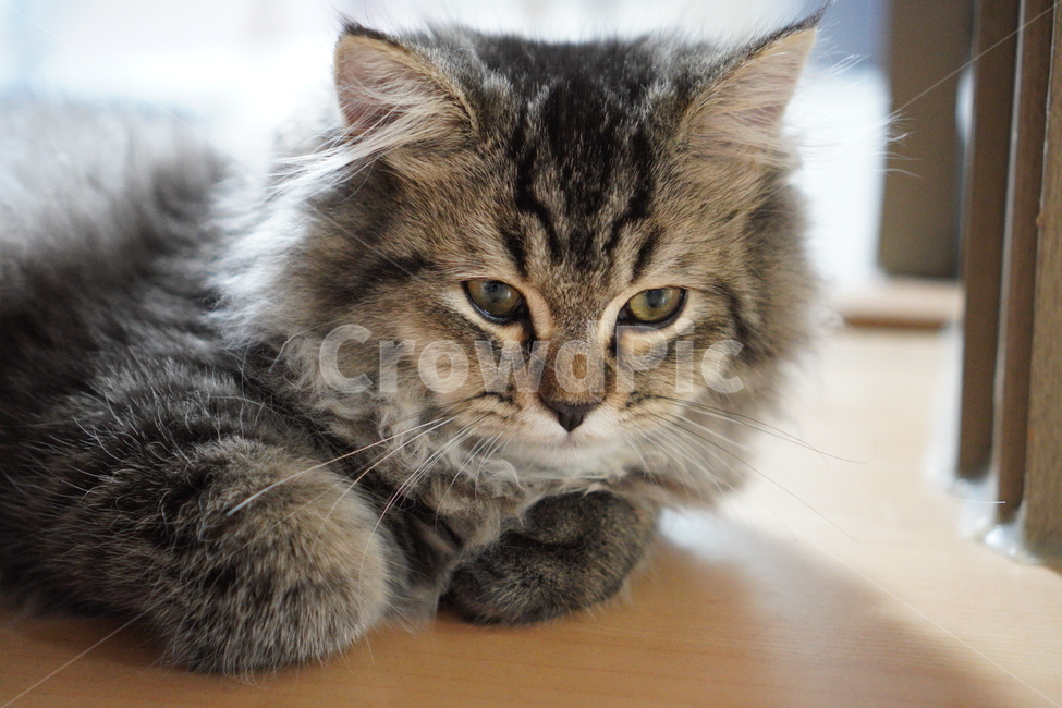 고양이,귀여운고양이,어린고양이,페르시안고양이,냥이,야옹이,반려묘,cat,cutecat,동물,animal,포유류,mammal,고양이,cat,kitten,kitty