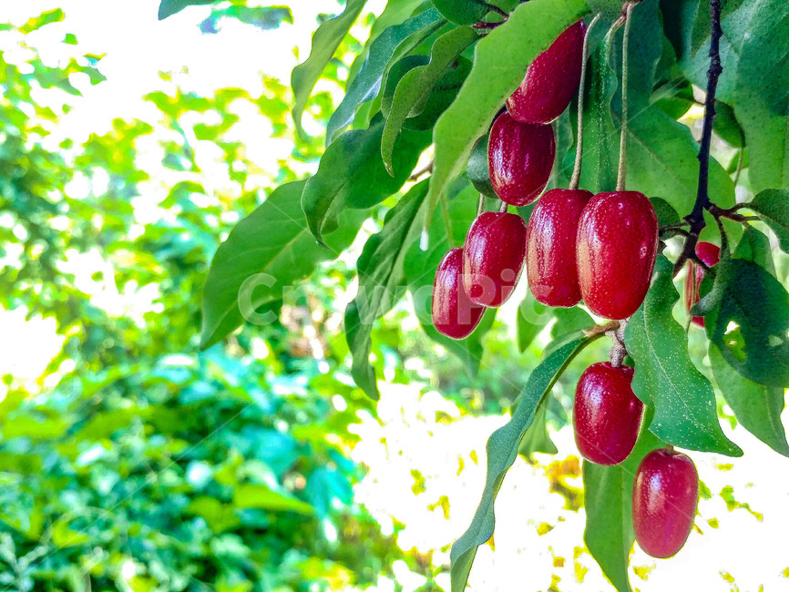 보리수,쌍떡잎식물,쐐기목,뽕나무과,상록교목,아슈바타,피팔라