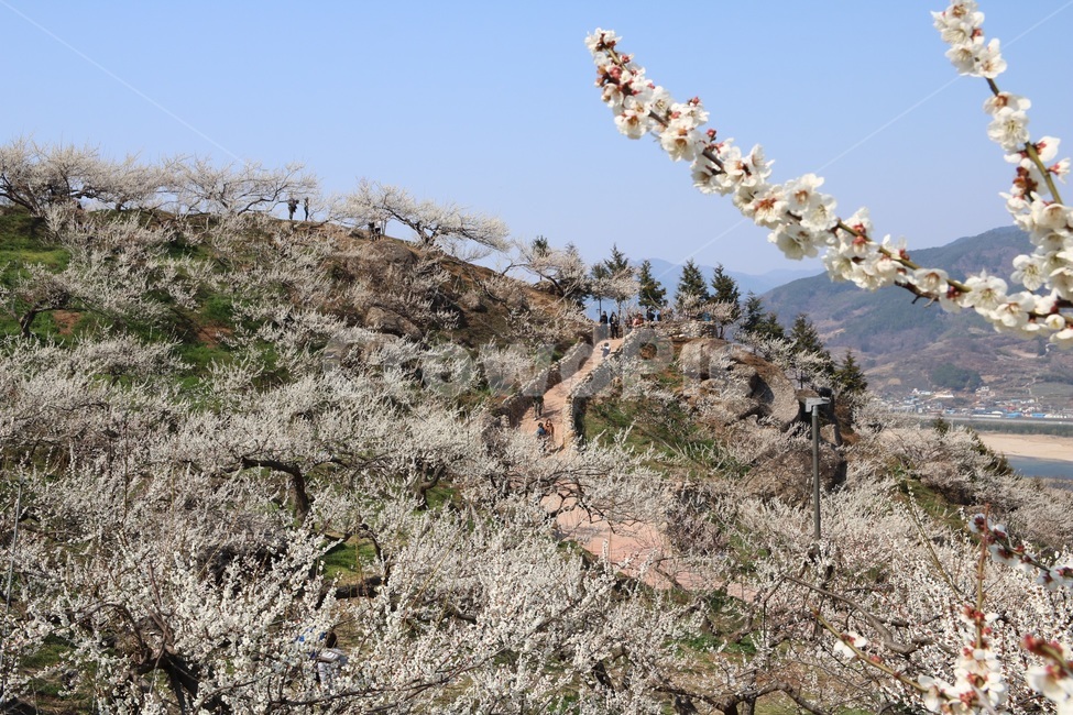 광양,매화,청매실농원,청매실,봄꽃,꽃,봄,계절,spring,season,nature,봄,계절,spring,season,자연,풍경,nature,landscape,한국자연풍경,한국자연경관,korea nature landscape,plant,식물,flower,blossom