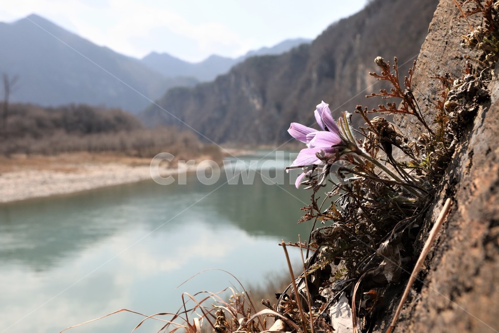할미꽃,동강,정선,분홍,산,식물,자연,plants,nature,꽃,flower