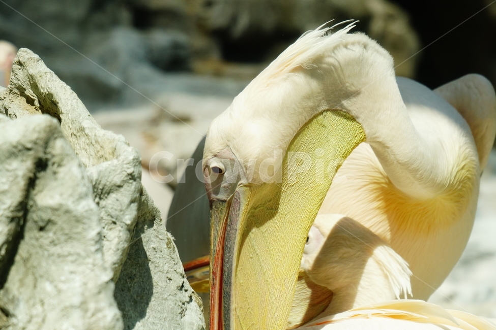 펠리컨,새,조류,bird,동물,animal,pelican,사다새,자연,nature,얼굴,동물,animal,조류,새,birds