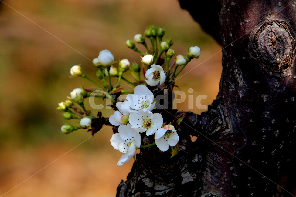 plant,식물,봄,꽃,배꽃,계절