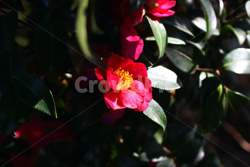 동백,동백꽃,꽃,감성사진,겨울,봄,하늘,자연,flower,sky,식물,자연,plants,nature,꽃,flower