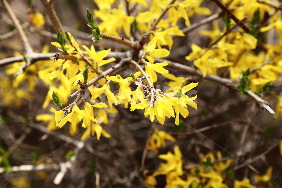 꽃,봄,개나리,노란색,flower,yellow,spring