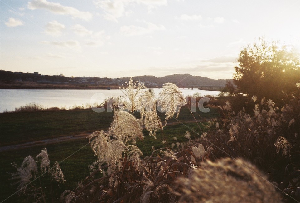 갈대,가을,가을하늘,하늘,노을,강,식물,자연,plants,nature