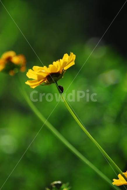 노란꽃,무당벌레,ladybug,꽃,여름꽃,접사,식물,자연,plants,nature,꽃,flower