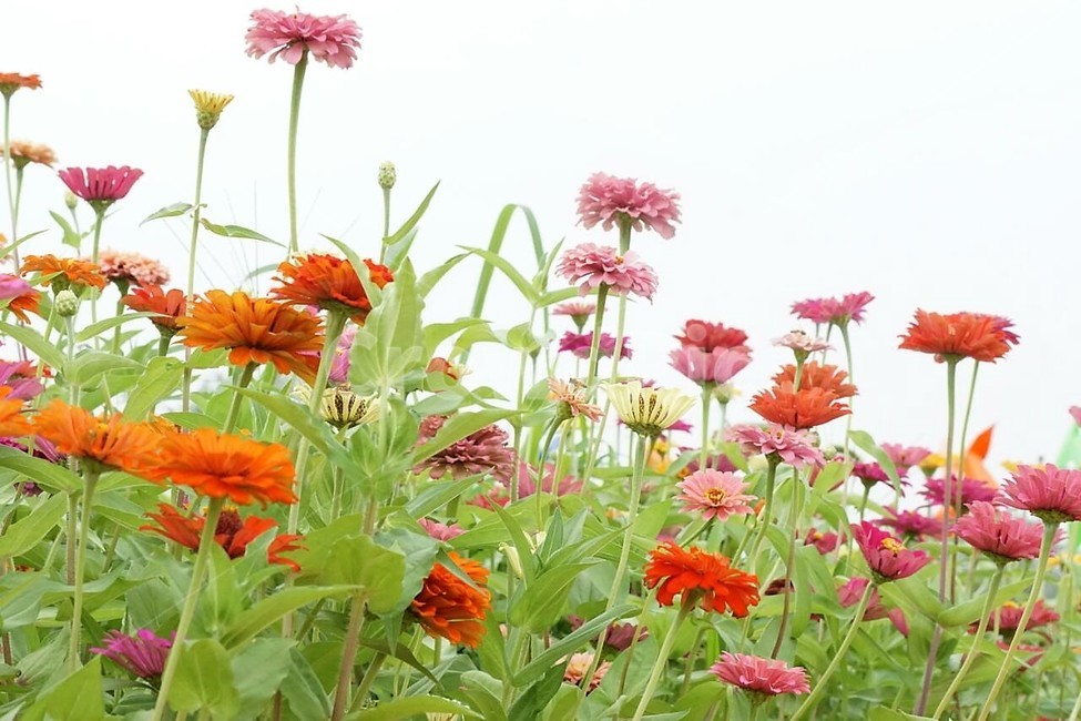 꽃,백일홍,자연,식물,분홍색,pink,flower,nature,green,초록색,노란색,yellow,붉은꽃,red,식물,자연,plants,nature,꽃,flower