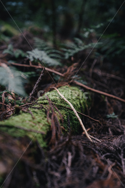 숲,나무,자연,green,plant,식물,root,뿌리,tree,공원,숲길,산책,포레스트,forest,이끼,moss,삼림지,woodland,nature