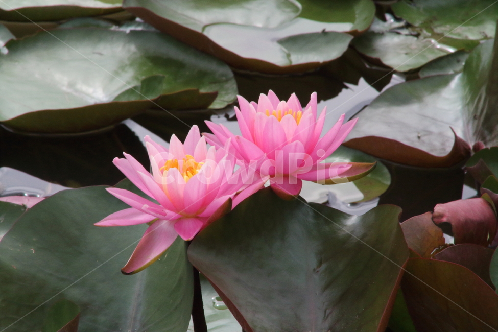연,수련,꽃,식물,waterlily,식물,자연,plants,nature,꽃,flower