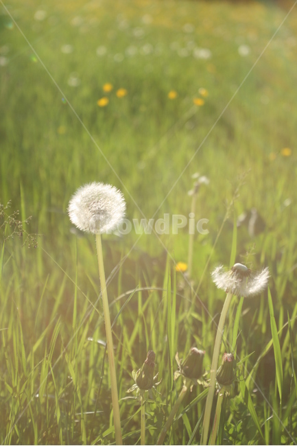 민들레,자연,민들레홀씨,봄,spring,꽃,flower,바람,따스함,식물,자연,plants,nature,꽃,flower,감성,sensible,feeling,휴식,힐링,rest,relaxation,healing