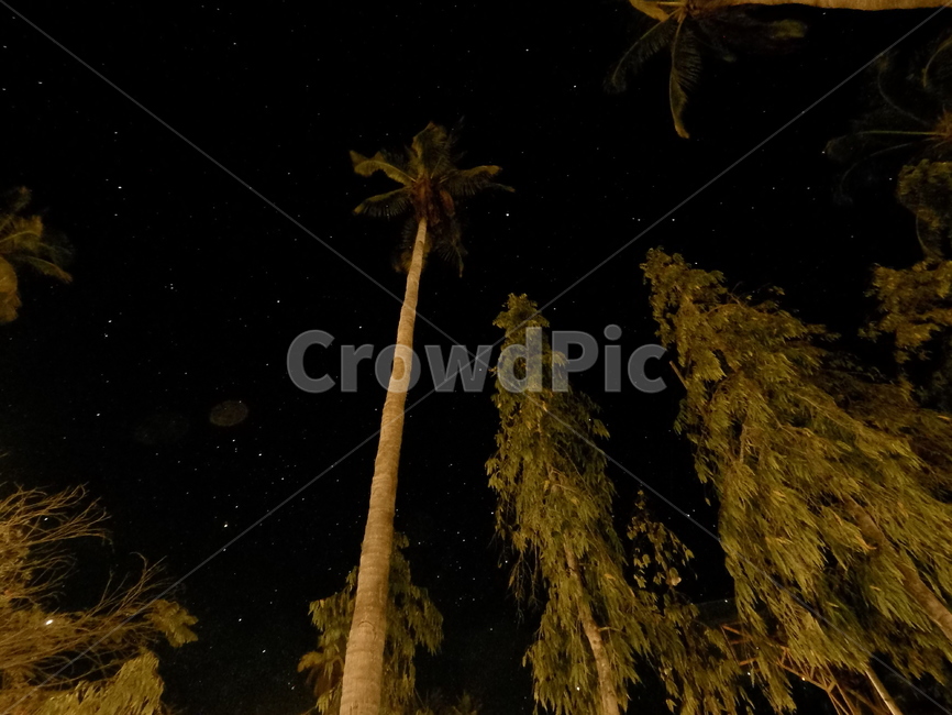 야자수,밤하늘,나무,자연,하늘,별,자연,풍경,nature,landscape,야경,밤,nightscape,night,tree,plant,식물,palm tree