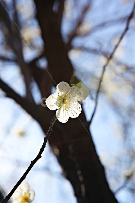 매화꽃,매화,꽃,꽃잎,봄꽃,봄,식물,자연,공원,식물,자연,plants,nature,꽃,flower
