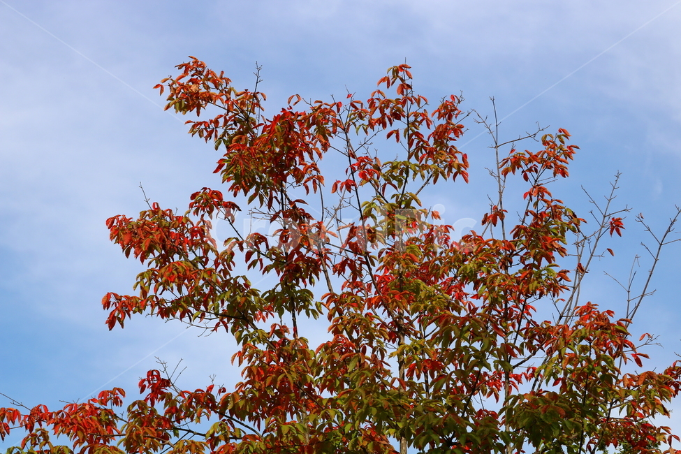 나무,단풍,복자기나무,식물,가을,자연,풍경,단풍잎,하늘,계절,가을,계절,fall,autumn,season,자연,풍경,nature,landscape,식물,plants,나무,trees,wood,leaf,잎,plant,tree