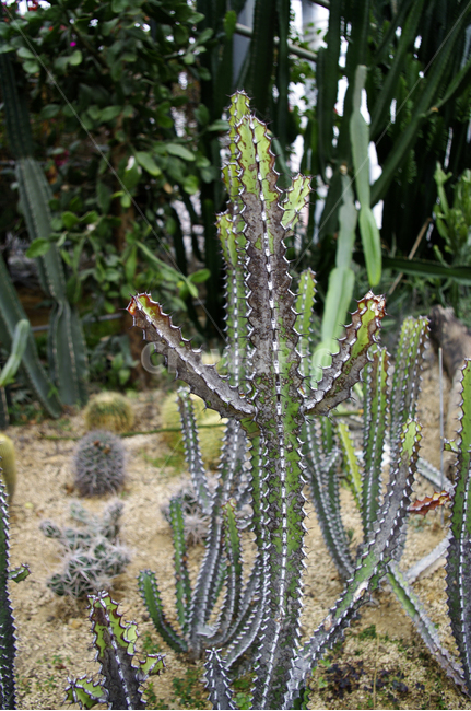 식물,plant,열대식물,선인장,가시,식물,자연,plants,nature