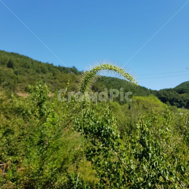 자연,plant,식물,강아지풀,경사,slope,자연,풍경,nature,landscape,outdoors,옥외,vegetation,초목