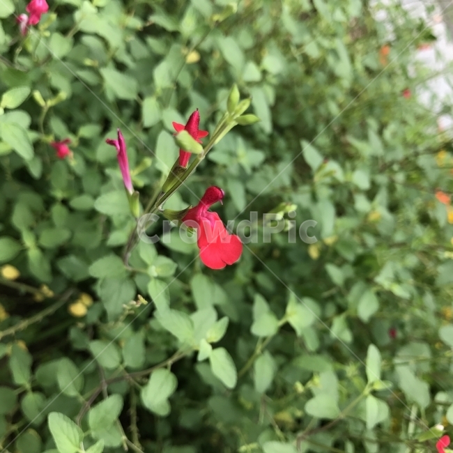 체리세이지,BabySage,붉은꽃,꿀풀과,허브식물,약재,CherrySage,GrahamsSage,식물,여러해살이풀,꽃,Flower,식물,자연,plants,nature,꽃,flower