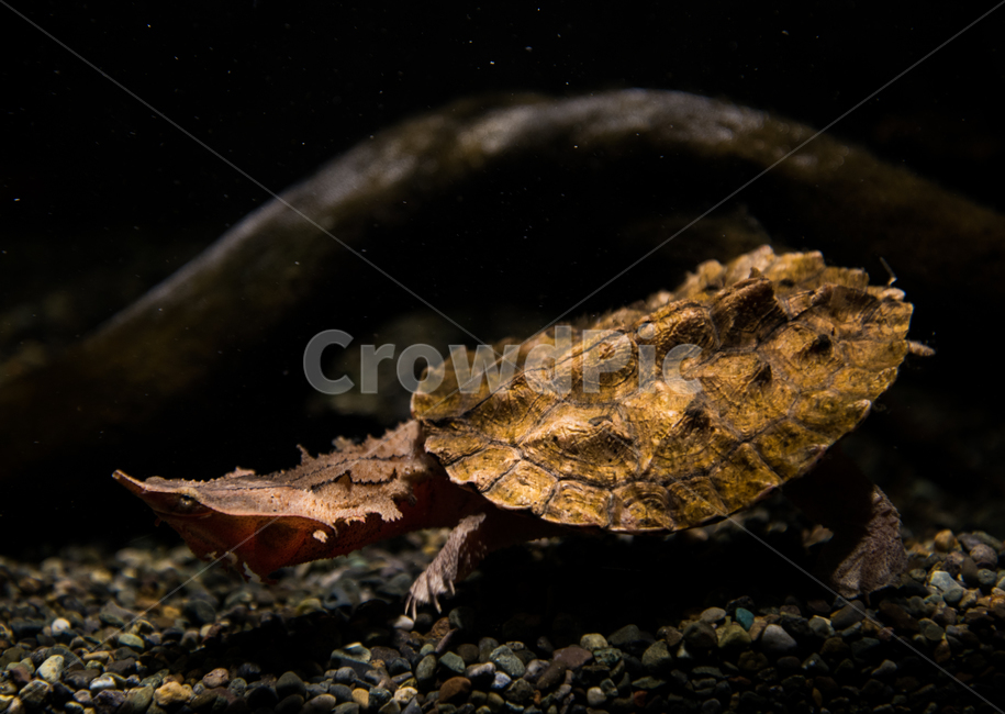 마타마타거북,거북,담수,아쿠아리움,수족관,동물,animal,파충류,양서류,reptile,amphibian
