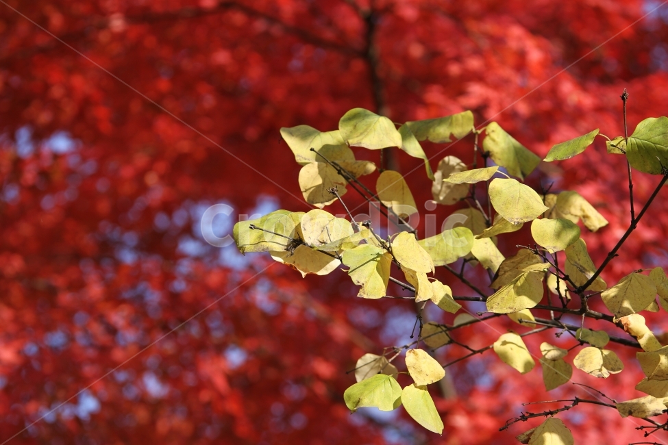 가을사진,단풍잎,감성사진,자연,식물,단풍,가을,계절,fall,autumn,season,식물,자연,plants,nature,plant,leaf,잎,tree,나무,maple