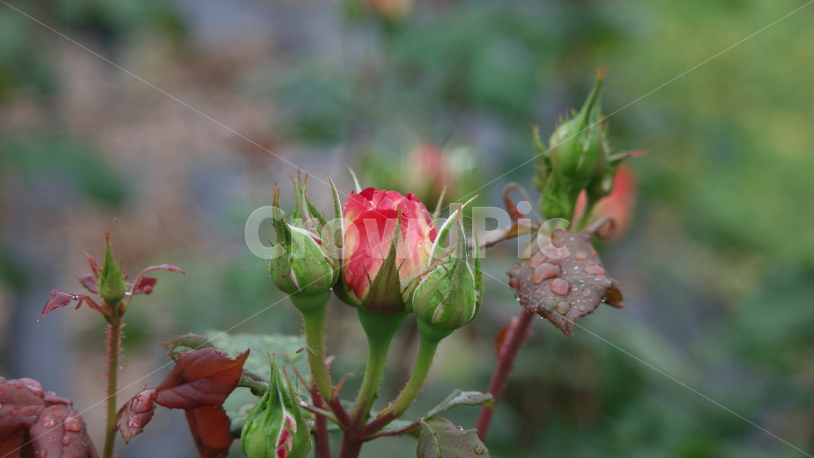 장미,장미원,장미꽃,백장미,로즈,로즈가든,식물,자연,plants,nature,꽃,flower