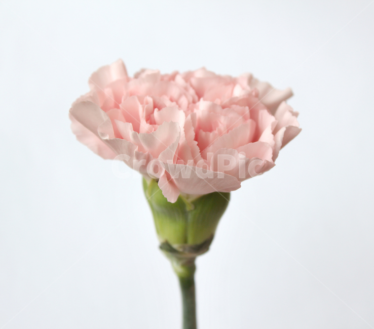 카네이션,꽃,감사,고마움,어버이날,스승의날,기념일,핑크,분홍색,분홍,pink,thanks,closeup,flower,카네이션꽃,생화,식물,신선한,꽃,flower,가족,패밀리,family,기념일,축하,anniversary,congratulation,celebrate,celebration,누끼,remove background