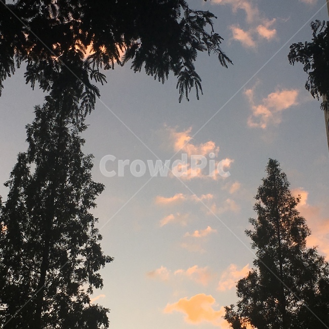 노을,sunset,가로수,하늘,streettrees,sky