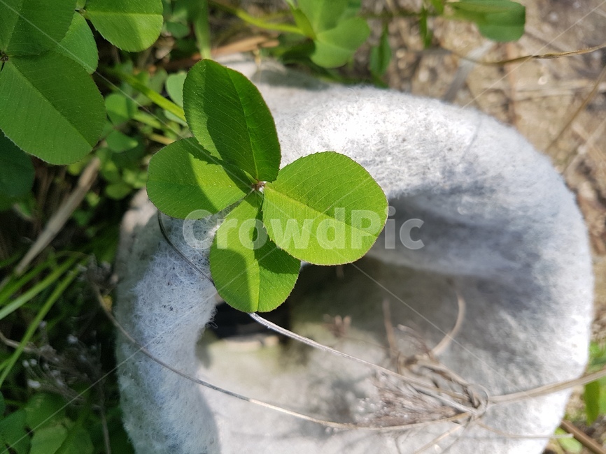 식물,잎,plant,크로버,네잎크로버