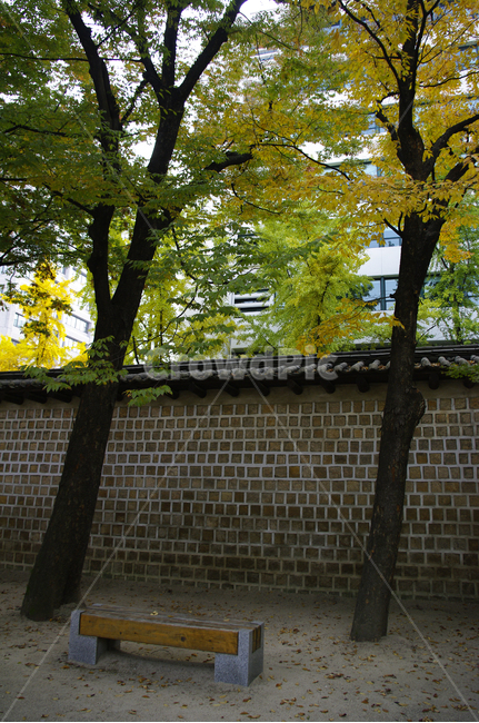 전통,기와지붕,담장,가을,단풍,나무,식물,plant,자연,nature,가을,계절,fall,autumn,season,한국전통,한국문화,korean traditional,korean culture,건축물,건물외관,exterior,building,structure,architecture,construction,tree,tree trunk,나무 줄기,furniture,가구,bench,벤치