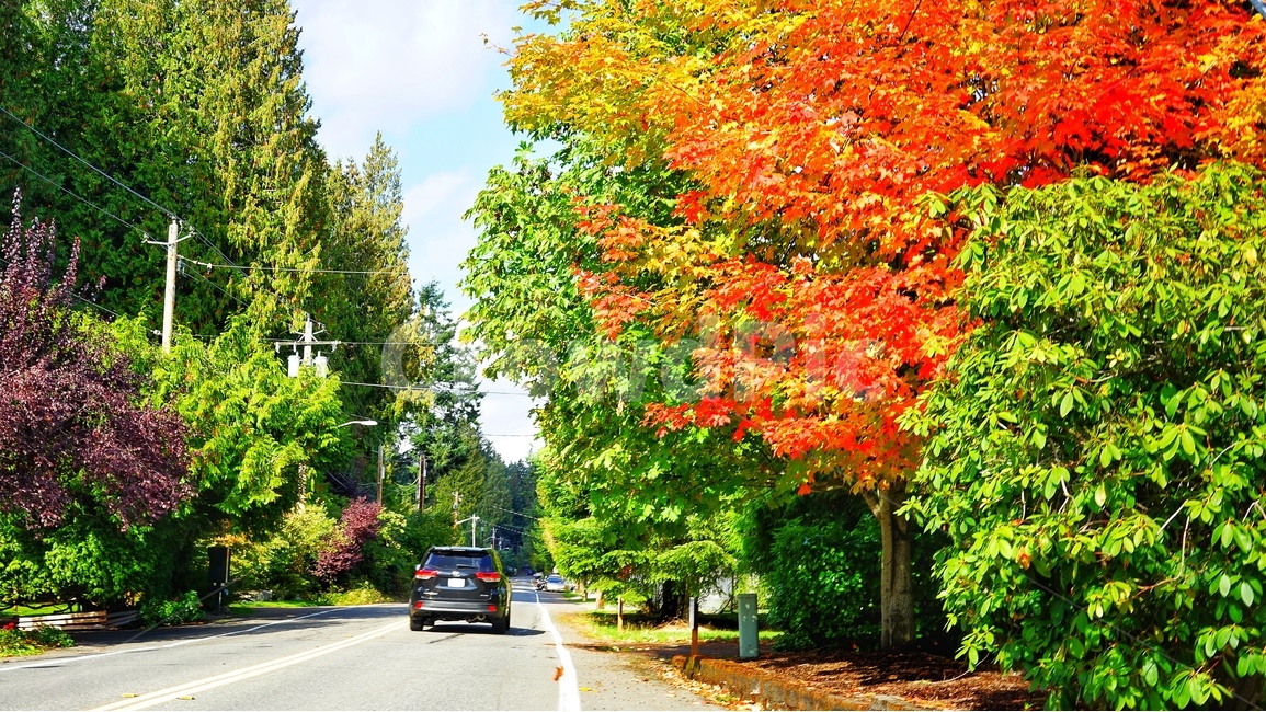 가을,단풍,가을단풍,단풍길,tree,leaves,가을,계절,fall,autumn,season,식물,자연,plants,nature,나무,trees,wood,plant,leaf,잎