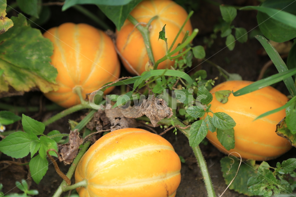 참외,주말농장,텃밭,농사,과일,농산물,남양주,참외덩쿨,노란색,farm,farming,orientalmelon,유기농,organic,과일,열매,fruit