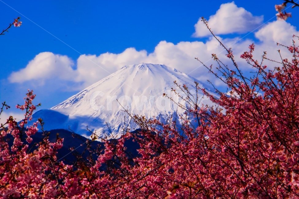 벚꽃,카와즈벚꽃,후지산,풍경,자연,일본,하늘,꽃,산,구름,봄,계절,spring,season,자연,풍경,nature,landscape,해외,외국,세계,foreign,oversea,world,세계자연풍경,해외자연풍경,외국자연풍경,world nature landscape,색깔,색상,색채,색감,color sense,color sensitivity,feeling of color,plant,식물,leaf,잎,mountain,outdoors,옥외