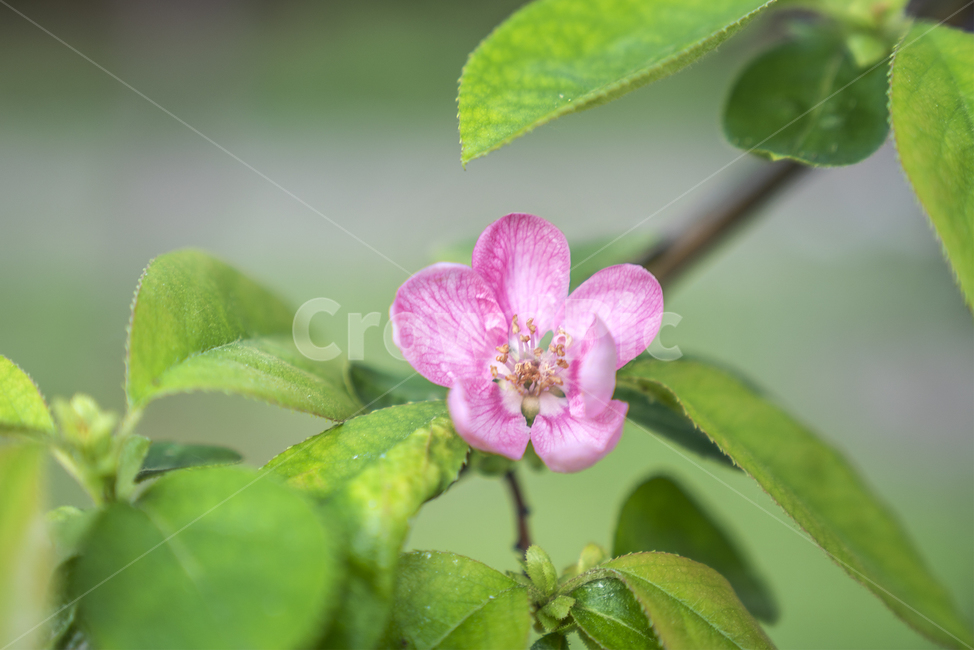 꽃,봄,봄꽃,나무,식물,식물,자연,plants,nature,꽃,flower