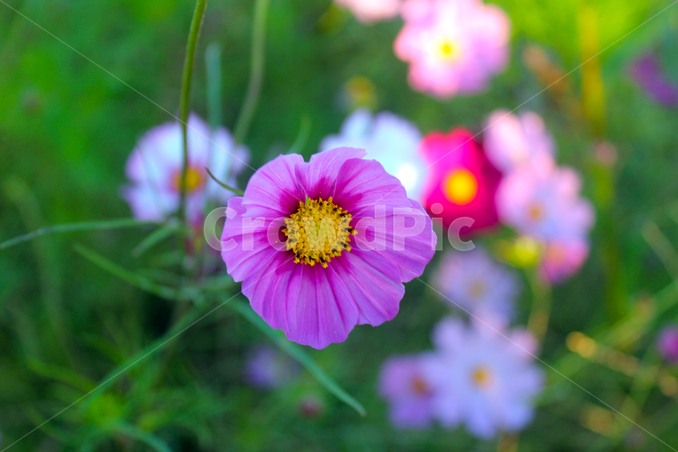 코스모스,가을,꽃,flower,cosmos,자연,가을꽃,노을빛,야생화,휴식,힐링,fall,autumn,nature,가을,계절,fall,autumn,season,식물,자연,plants,nature,꽃,flower,plant