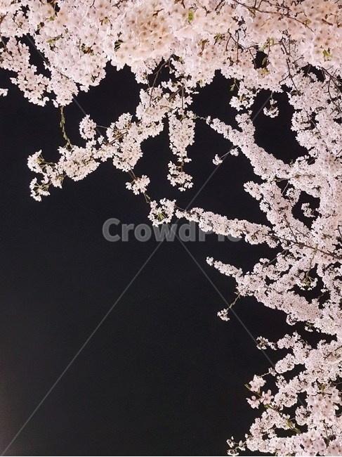 벚꽃,봄,야경,밤,꽃,봄,계절,spring,season,야경,밤,풍경,nightscape,night,landscape,plant,식물,flower,blossom,cherry blossom